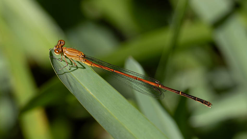 Anisagrion allopterum (Middle American Pearlwing) male-2.jpg